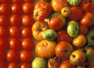 Tomate, Vielfalt