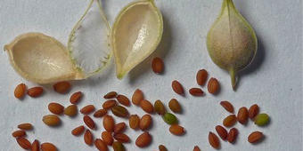 Camelina microcarpa, Camelina microcarpa,