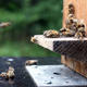 Bienenstock