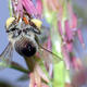 Biene sammelt Pollen an Mais