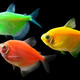 Fische, Glofish