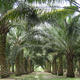 Ölpalm-Plantage in Malaysia