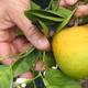 Citrus Greening