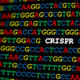 CRISPR DNA