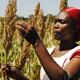 Sorghum Tansania