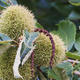 American chestnut, Esskastanie