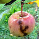 Apfel mit Apfelschorf
