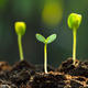 Boden, Pflanze, Mikrobiom