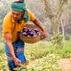 Bt Brinjal Bangladesch