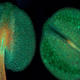 Arabidopsis Antheren