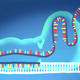 CRISPR Strangbruch