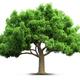 Baum