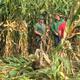 Maiswurzelbohrer: Schäden in einem Maisfeld