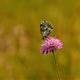 Schmetterling auf Blüte