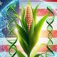 Reform der Zulassung von gv-Pflanzen in den USA
