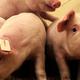 Schweine mit PRRS-Resistenz