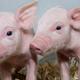 Schweine mit PRRS-Resistenz