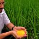 Golden Rice