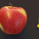 Kultur- und Wildapfel