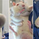 Ratten mit Tumoren