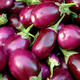 Aubergine