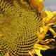 Sonnenblume