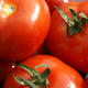 Tomaten